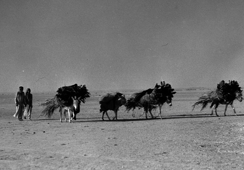 بادیه نشینان عربستان